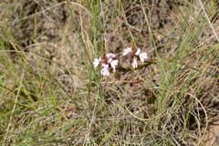 Striga elegans