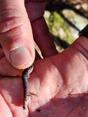 Plethodon ouachitae