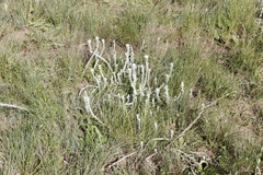 Helichrysum glomeratum