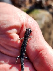 Plethodon ouachitae
