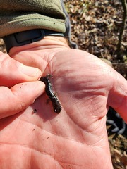 Plethodon ouachitae