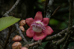 Couroupita guianensis
