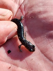 Plethodon ouachitae