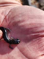 Plethodon ouachitae