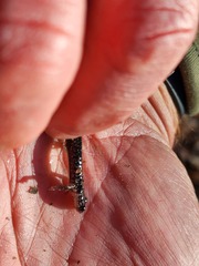 Plethodon ouachitae