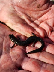 Desmognathus brimleyorum