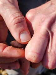 Desmognathus brimleyorum