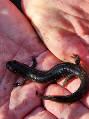 Desmognathus brimleyorum