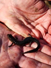 Desmognathus brimleyorum