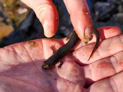 Desmognathus brimleyorum