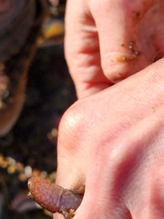 Desmognathus brimleyorum