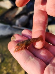 Fallicambarus tenuis