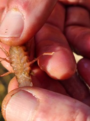 Fallicambarus tenuis