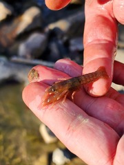 Fallicambarus tenuis
