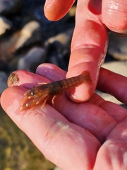 Fallicambarus tenuis