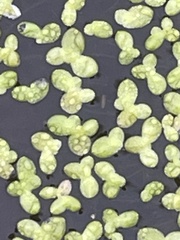 Lemna aequinoctialis