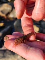 Fallicambarus tenuis