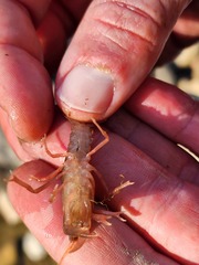 Fallicambarus tenuis
