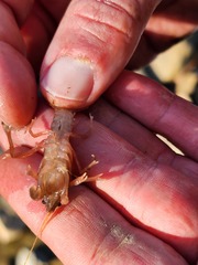 Fallicambarus tenuis