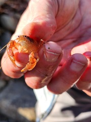 Fallicambarus tenuis