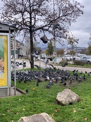 Columba livia domestica