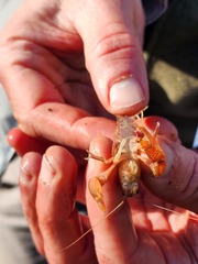 Fallicambarus tenuis