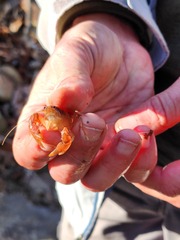Fallicambarus tenuis