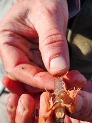 Fallicambarus tenuis