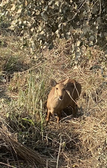 Axis porcinus