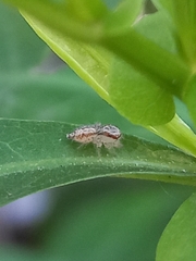 Hyllus