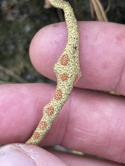 Pleopeltis polylepis