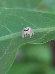 Hyllus