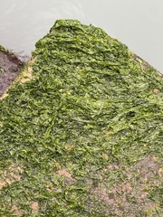 Ulva lactuca