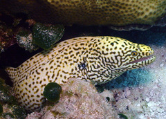 Gymnothorax meleagris