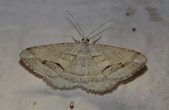 Chiasmia subcurvaria
