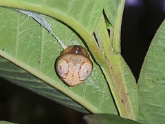 Cyrtarachne inaequalis