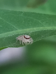 Hyllus