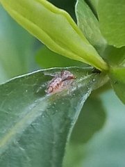 Hyllus