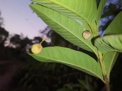 Cyrtarachne inaequalis