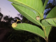 Cyrtarachne inaequalis