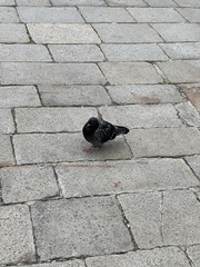 Columba livia domestica
