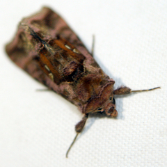 Autographa jota