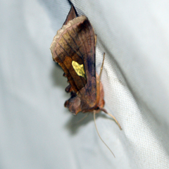 Autographa bractea