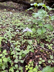 Codonorchis lessonii