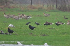 Corvus monedula soemmerringii