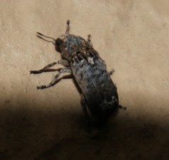 Cylindroides