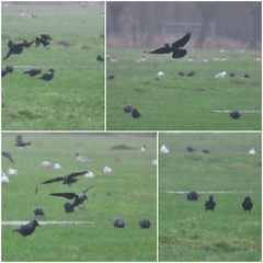 Corvus monedula soemmerringii