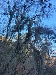 Tillandsia usneoides