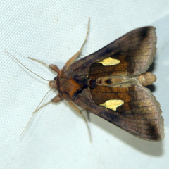 Autographa bractea