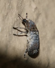 Cylindroides